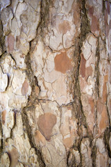 brown tree bark