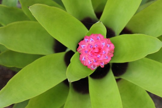 Bromeliad, Neoregelia, Aechmea, Billbergia, Guzmania, Tillandsia