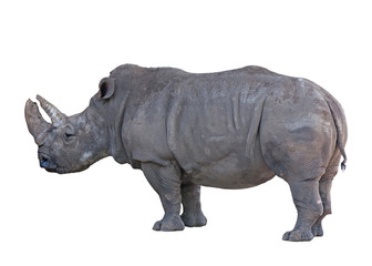 Grey african rhino isolated on white