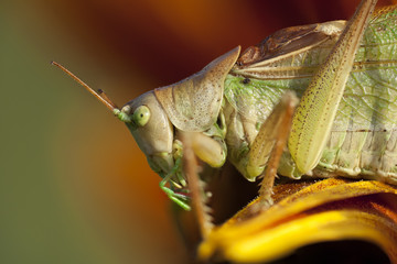 Grashüpfer Makro