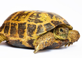 tortoise isolated on white background