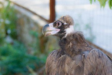 Portrait of Black Vulture (Aegypius monachus).