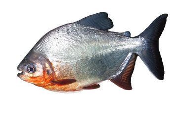 Piranha