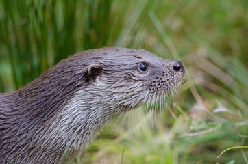 Eurasischer Fischotter, European Otter, Lutra lutra