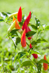 chili hot peppers plant in red and orange