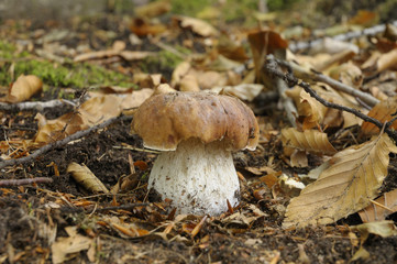 Boletus edulis, penny bun, porcino or cep