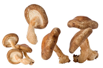 Shitake Mushrooms (Lentinula edodes)