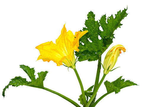Fototapeta flower and leaf squash
