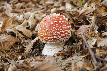 Amanita muscaria,  fly agaric