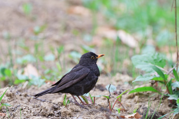 blackbird (turdus merula)