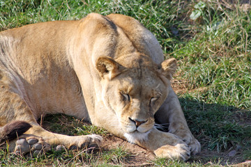 Fototapeta na wymiar lwica spania