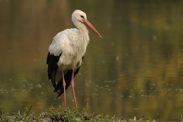 white stork - Ciconia ciconia Linnaeus © marcobarone