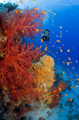 Fototapeta na wymiar Photographing corals underwater
