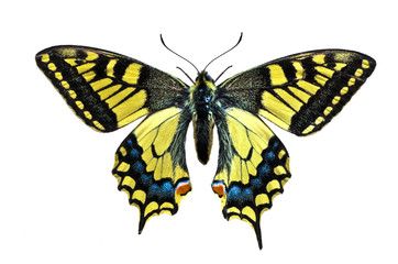 Papilio-machaon