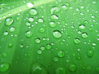 green leaf with water drops