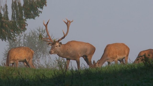 rothirschbrunft