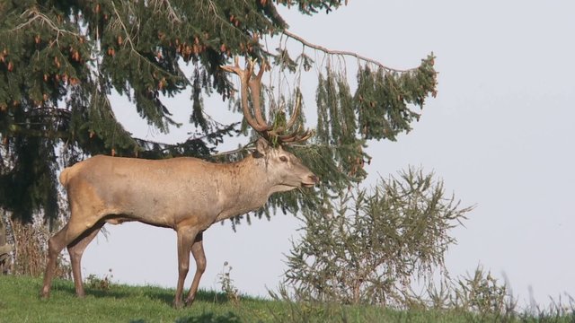 rothirschbrunft