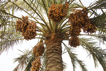 Dates on a date palm tree