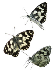 Butterflies insects it is isolated