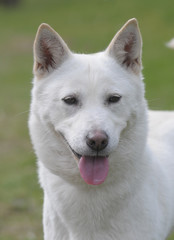 KOREA JINDO