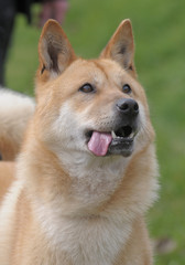 KOREA JINDO