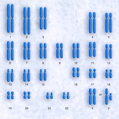 human karyotype