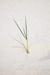 Grass straw