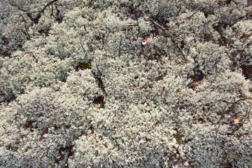 Reindeer moss