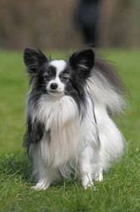 PAPILLON