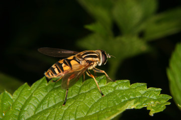 Sumpfschwebfliege (Helophilus trivittatus)