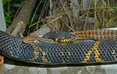 Two snakes 1