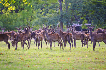 Naklejka na ściany i meble Herd of red deer during rut in Autumn Fall with stags and harem