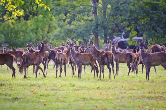 Herd of red deer during rut in Autumn Fall with stags and harem © veneratio