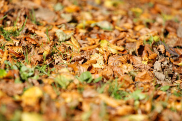 Golden brown autumn leaves background