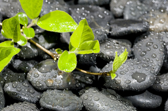 Green plant