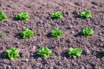 Salatfeld