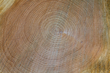 Timber log close up showing ring detail
