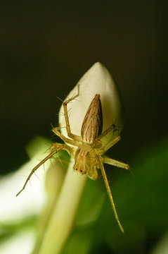 spider on flower