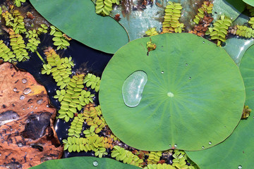 Lotus Leaf