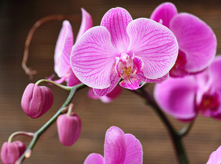 Beautiful purple orchid
