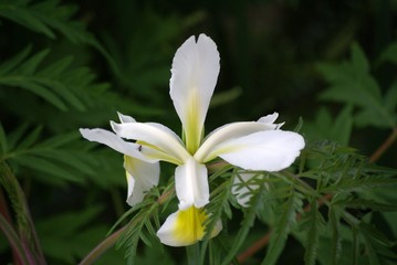 Iris