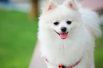 white pomeranian dog