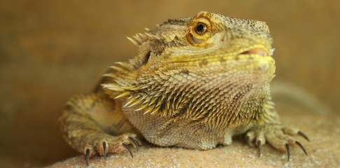 Bartagame