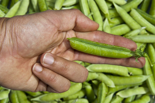 human hand showing green peas