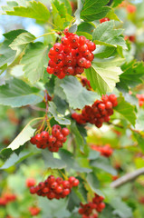 Ветка боярышника