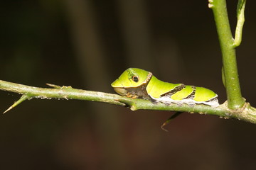 larva of Swallowtail butterfly