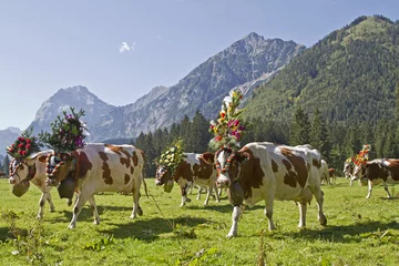 Almabtrieb 2011 © Hans und Christa Ede