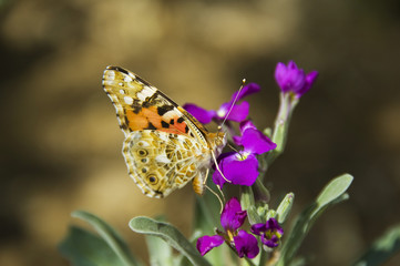 butterfly on the flower