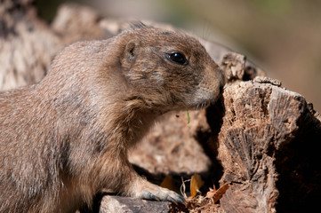 Pr&auml;riehunde (Cynomys)