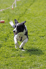 Rennender Hund beim Hundesport